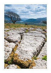 The Limestone Pavements at Clints Crags