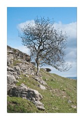 The Tree Clints Crags