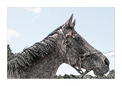 Horses Head The National Stud 2