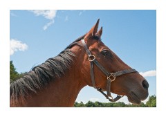 Horses Head The National Stud