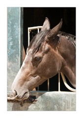 Julia Feilden's Stable