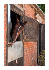 Julia Feilden's stable, awaiting his turn for a ride