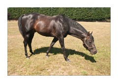 Son of Bahamian Bounty