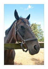 Stallion at the National Stud