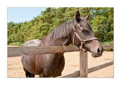 The National Stud, Stallion