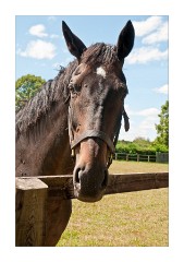 The Retired Stalion who loves polos