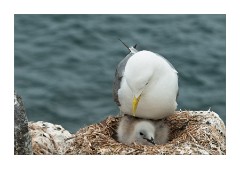 Keeping the Chick Warm and Safe