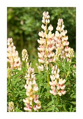 Lupins Growing Wild