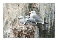 Mother and Chicks Farne Islands