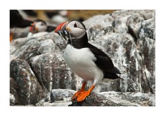 Puffin with Sand Eels on the Farne Islands