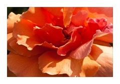 Rose at Alnwich Gardens