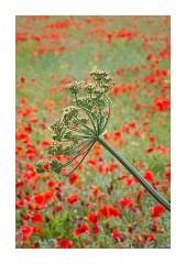 Wild Angelica with poppies