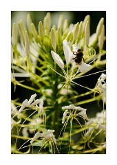 Bee in White Flower