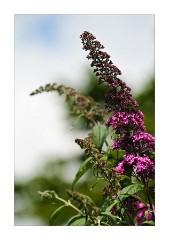 Buddleia