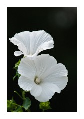 Convolvulus