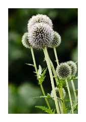 Globe Thistles