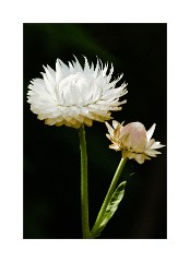 Helichrysum Straw Flower