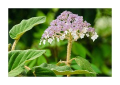 Nymans Gardens West Sussex August 2010