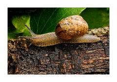 Snail 2