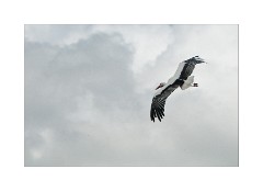 Shuttleworth Falconry 2