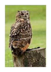 Shuttleworth Falconry 3