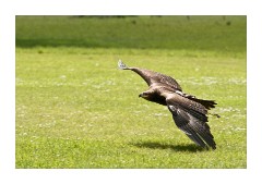 Shuttleworth Falconry 4