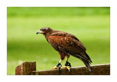 Shuttleworth Falconry