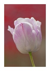 Swiss Garden Flowers 2