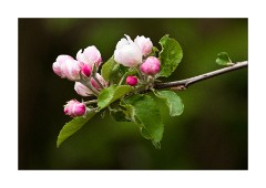 Swiss Garden Flowers
