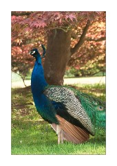 Swiss Garden Peacock 2