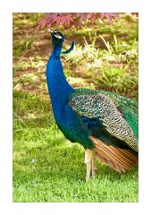 Swiss Garden Peacock