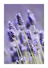 Norfolk Lavender 2