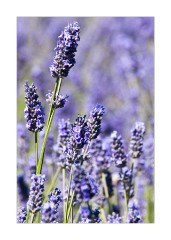 Norfolk Lavender 3
