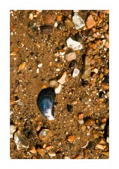 Patterns on Snettisham Beach 4