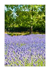 Rows of Norfolk Lavender 2