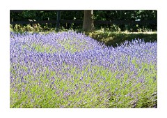Rows of Norfolk Lavender 3