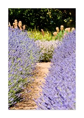 Rows of Norfolk Lavender