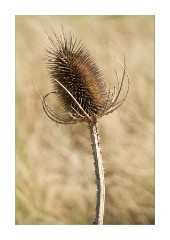 Teasel in the Sand Dunes