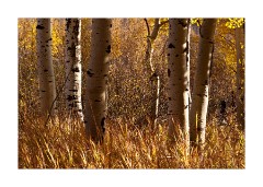 Aspens in Fall Colour