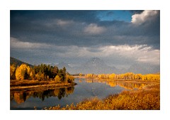 Golden Aspens at Oxbow Bend