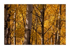 Golden Aspens in Fall Colours