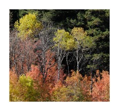 Logan Canyon Fall Colours