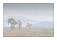 Morning Mist Mormon Row