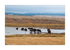 Bison Heydon Valley 2