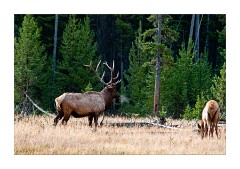 Bull Elk calling to his Harem at Madison