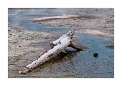 Driftwood Upper Geyser Basin