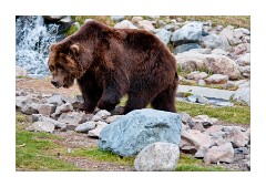 Grizzly Bear at the Discovery Centre