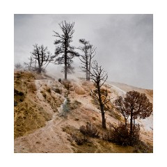 Palatte Spring - Mammoth Hot Spring