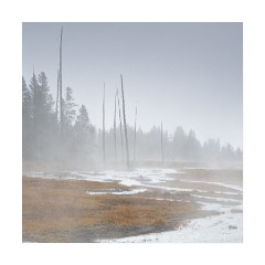 Tangle Wood in the Mist