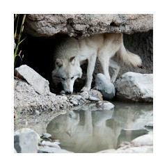 Wolf at the Discovery Centre 2